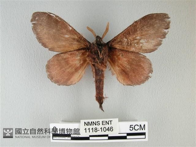 隱波紋枯葉蛾藏品圖，第2張