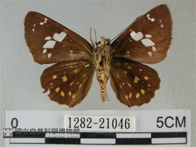 小星弄蝶藏品圖，第2張