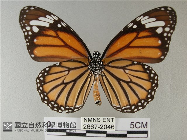 黑脈樺斑蝶藏品圖，第2張