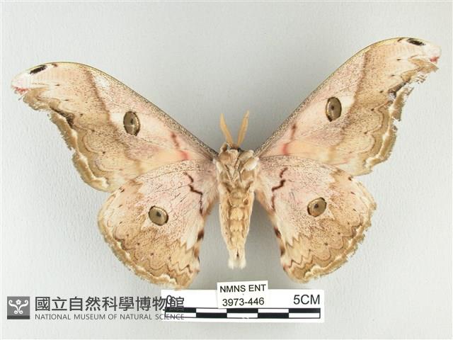 大綠目天蠶蛾藏品圖，第2張