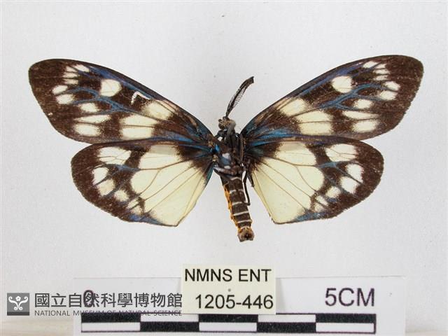 蓬萊茶斑蛾藏品圖，第2張