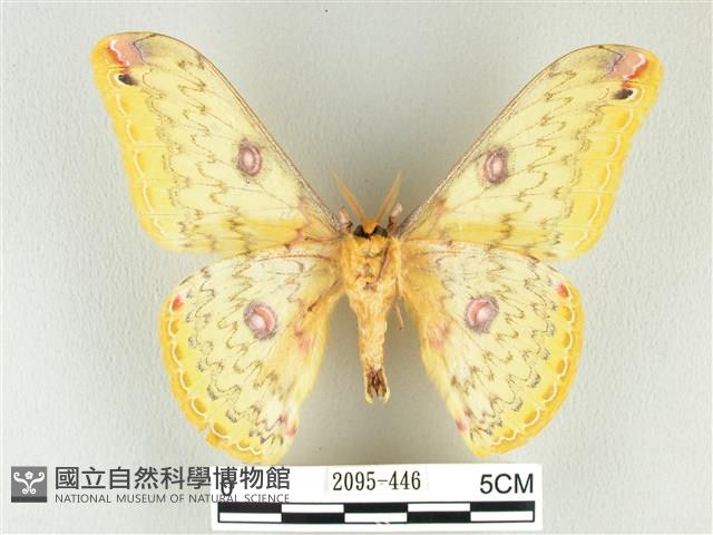 黃豹天蠶蛾藏品圖，第2張