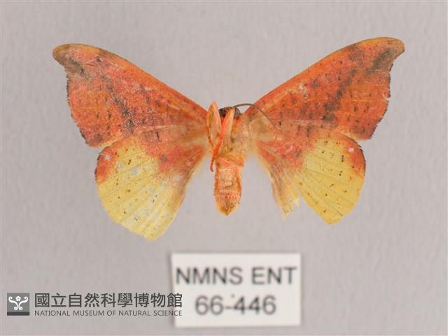 接骨木帶鉤蛾藏品圖，第2張