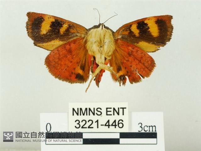 白星駝蛾藏品圖，第2張