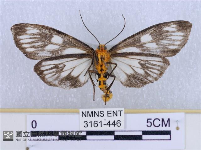 巨網燈蛾藏品圖，第2張