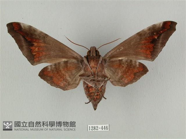 全緣缺角天蛾藏品圖，第2張