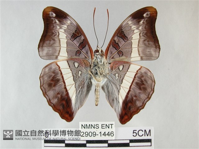 紫俳線蛺蝶藏品圖，第2張