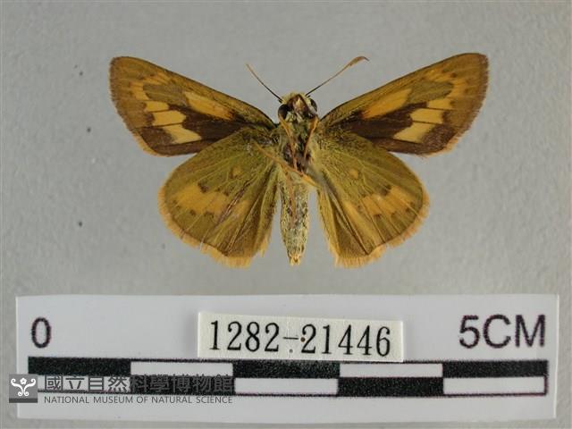 竹橙斑弄蝶藏品圖，第2張