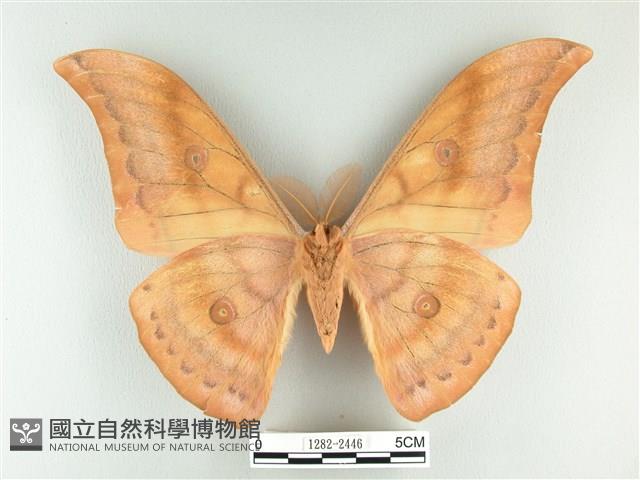 大透目天蠶蛾藏品圖，第2張