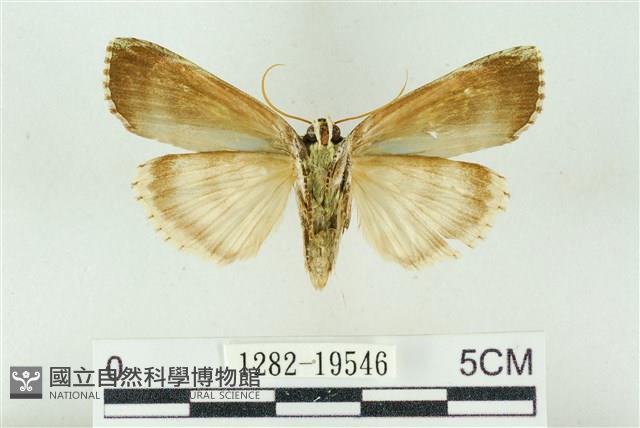 粉太波紋蛾藏品圖，第2張