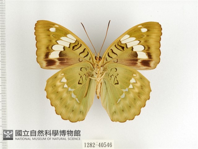 甲仙翠蛺蝶藏品圖，第2張