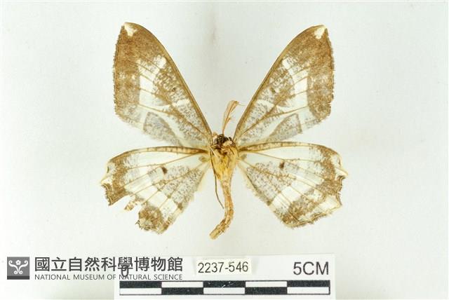 樹形尺蛾藏品圖，第2張