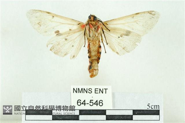 菊池污燈蛾藏品圖，第2張