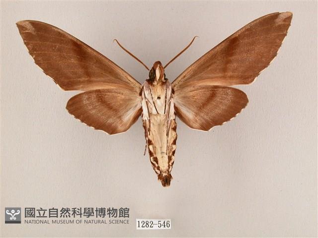 粗斜紋天蛾藏品圖，第2張