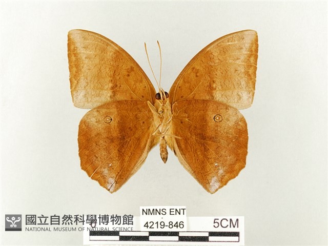 方環蝶藏品圖，第2張