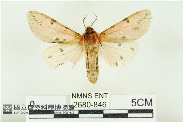 棍棒污燈蛾藏品圖，第2張