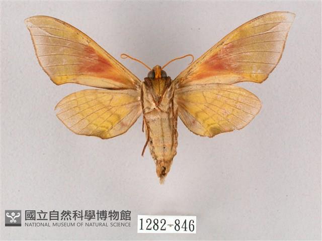 榆綠天蛾藏品圖，第2張