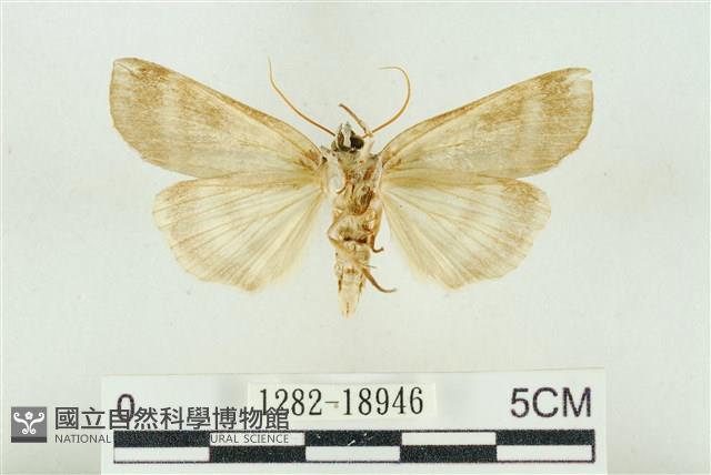 臺洒波紋蛾藏品圖，第2張