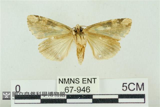 連珠波紋蛾藏品圖，第2張