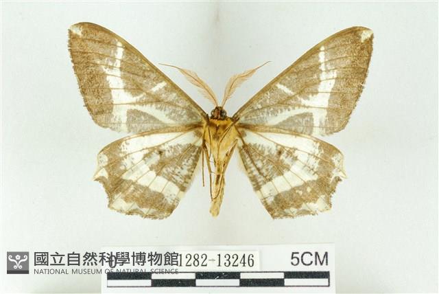 樹形尺蛾藏品圖，第2張