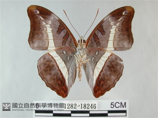 紫俳線蛺蝶藏品圖，第2張