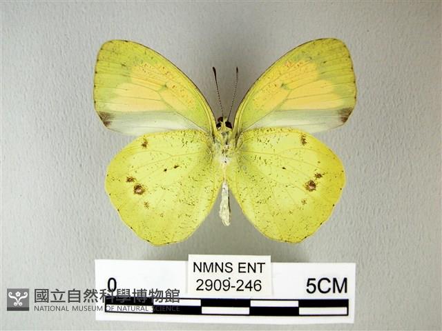 異粉蝶、雌白黃蝶藏品圖，第2張