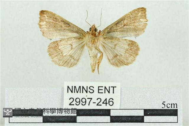 粉紅帶散紋夜蛾藏品圖，第2張