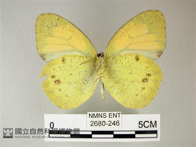 異粉蝶、雌白黃蝶藏品圖，第2張