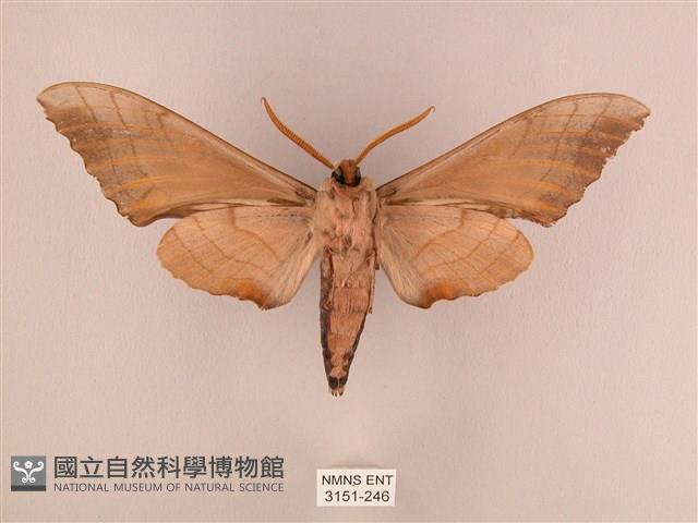 栗六點天蛾藏品圖，第2張