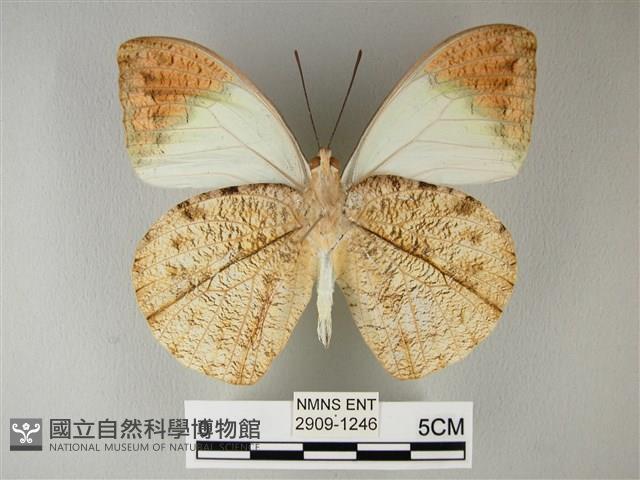 橙端粉蝶、端紅蝶藏品圖，第2張