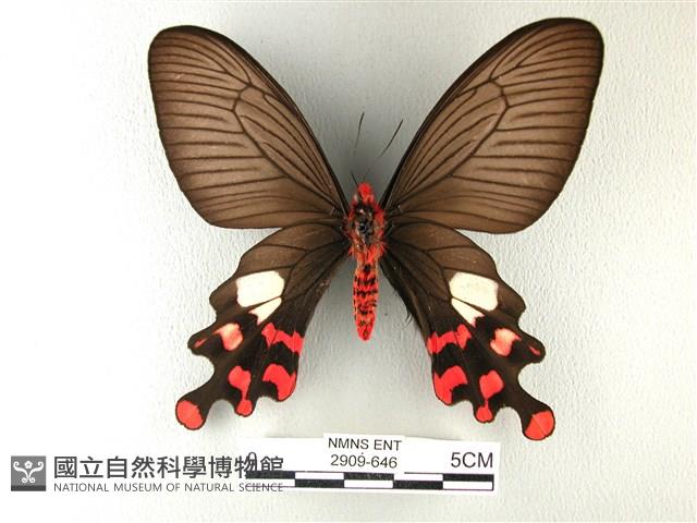 多姿麝鳳蝶藏品圖，第2張