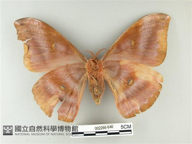 紅目天蠶蛾藏品圖，第2張