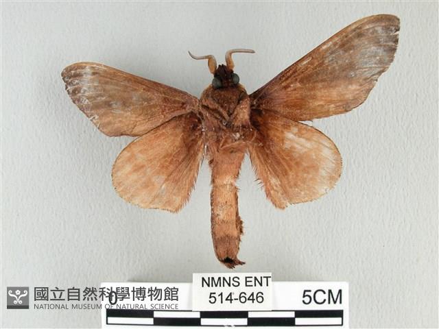 大褐斑枯葉蛾藏品圖，第2張