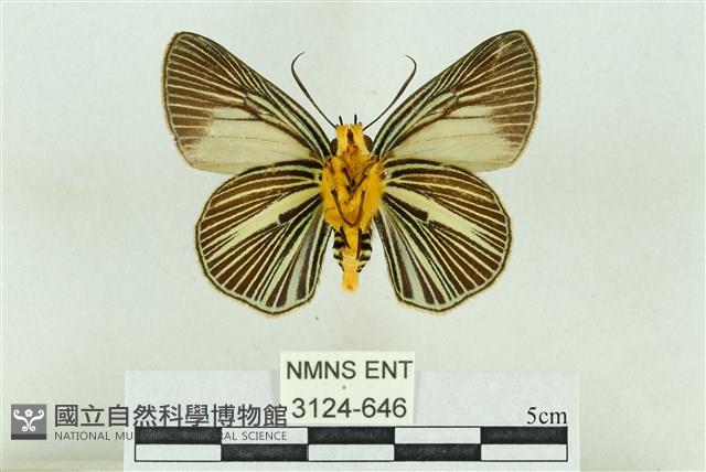 白傘弄蝶藏品圖，第2張