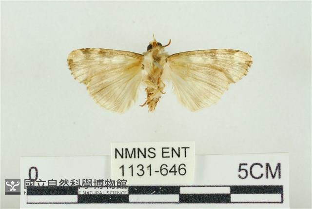 連珠波紋蛾藏品圖，第2張