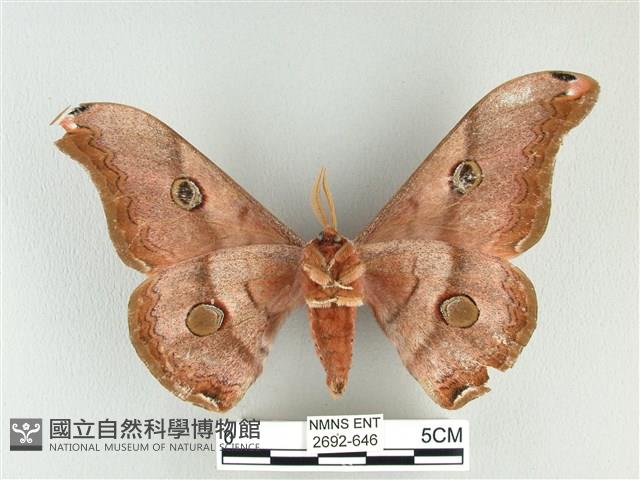 雙黑目天蠶蛾藏品圖，第2張