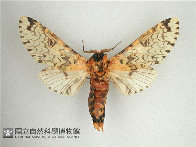 尖鋸舟蛾藏品圖，第2張