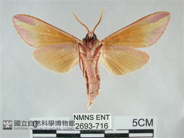 雙黃條天蛾藏品圖，第2張