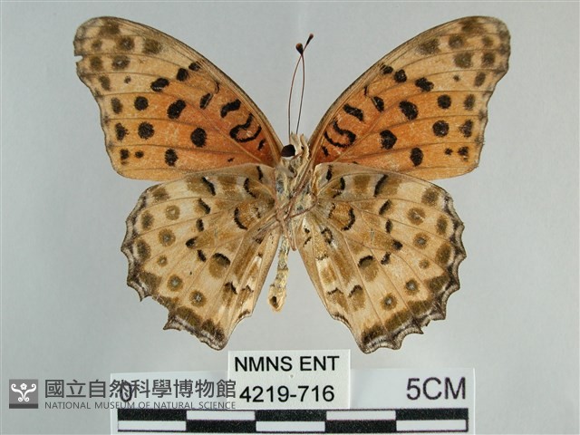 斐豹蛺蝶藏品圖，第2張