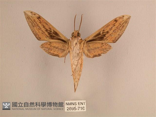 背線天蛾藏品圖，第2張