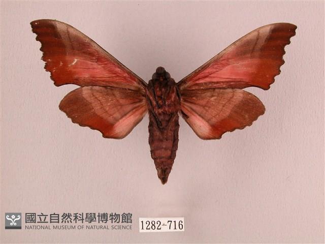 桃紅六點天蛾藏品圖，第2張