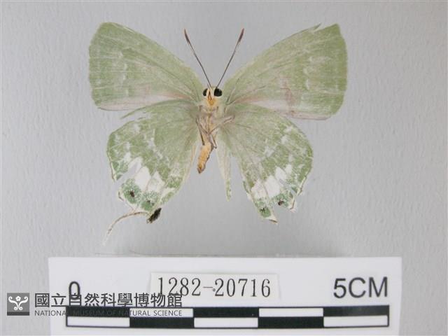 綠灰蝶埔里亞種藏品圖，第2張