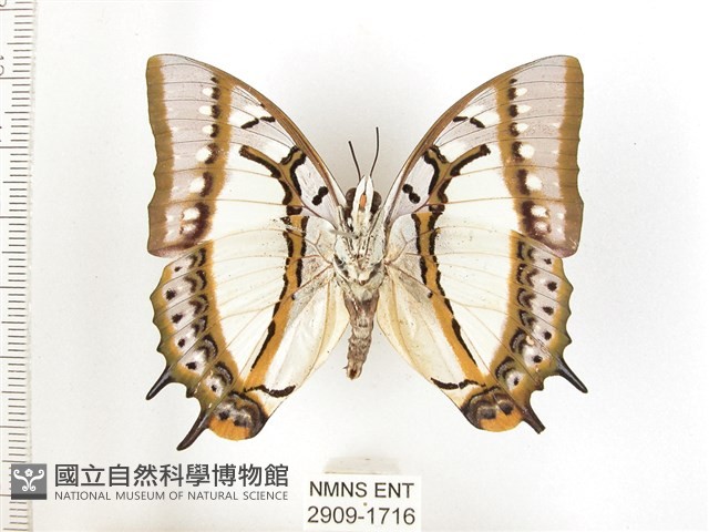 雙尾蛺蝶藏品圖，第2張