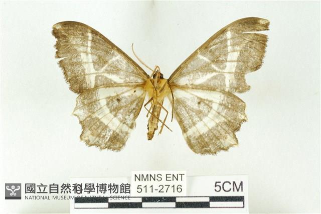 樹形尺蛾藏品圖，第2張