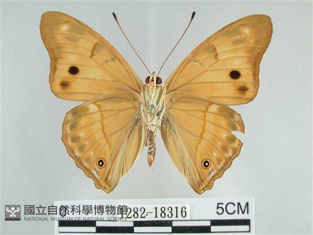 金鎧蛺蝶藏品圖，第2張