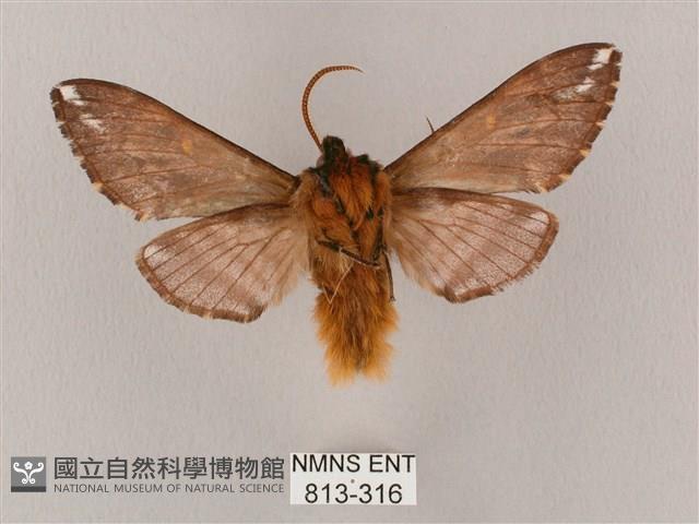 井上氏絨毛天蛾藏品圖，第2張