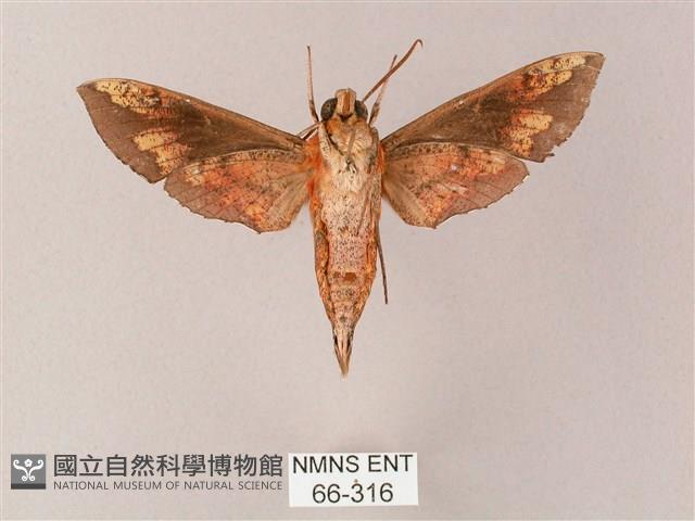 蒙古白肩天蛾藏品圖，第2張