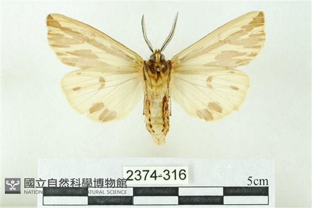 赭新污燈蛾藏品圖，第2張