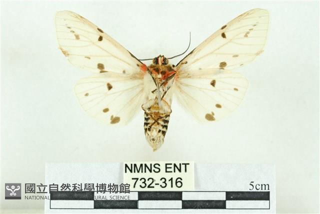 菊池污燈蛾藏品圖，第2張