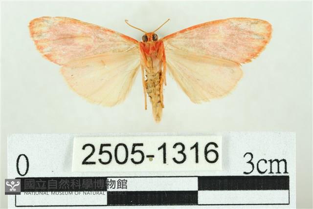 三色豔苔蛾藏品圖，第2張